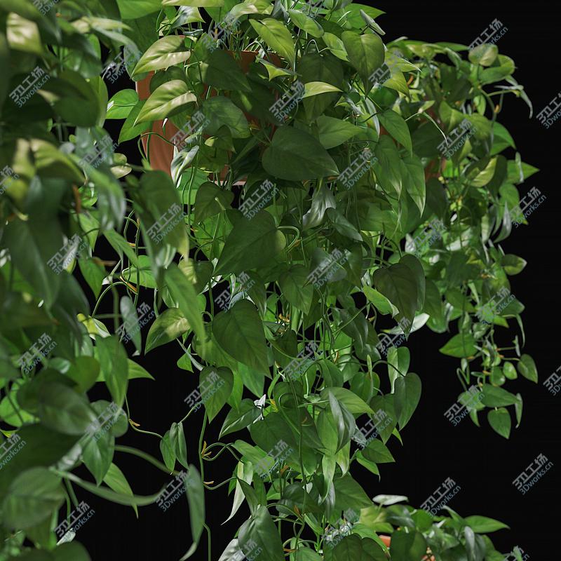 images/goods_img/20210114/Scandens plant 5/5.jpg